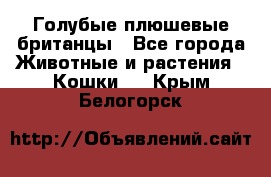 Голубые плюшевые британцы - Все города Животные и растения » Кошки   . Крым,Белогорск